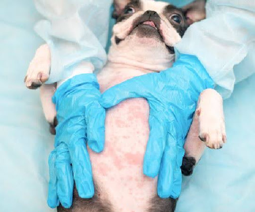 Easy Ways to Understand and Treat, Dog rash on belly