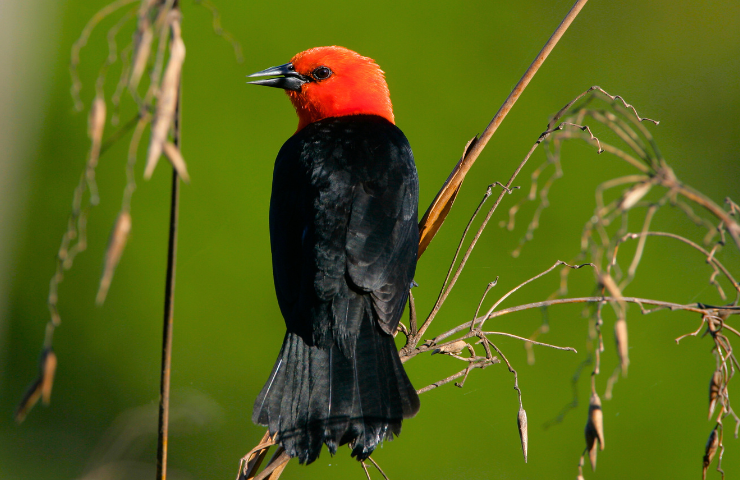 Birds With Red Head And Black Body