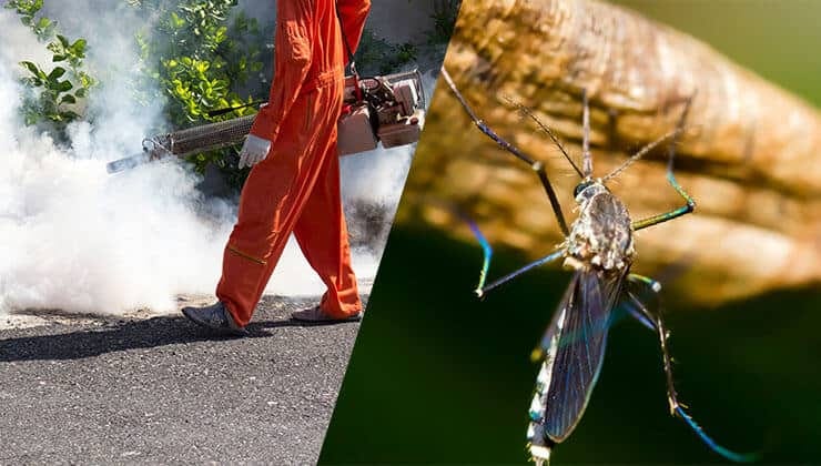 Combatting the Buzz: Effective Strategies for Mosquito Control