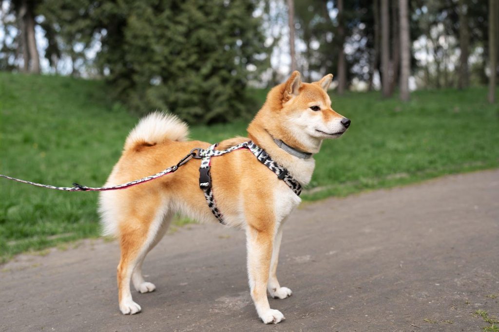 How Do No-Pull Dog Harnesses Work? Are They Worth It?