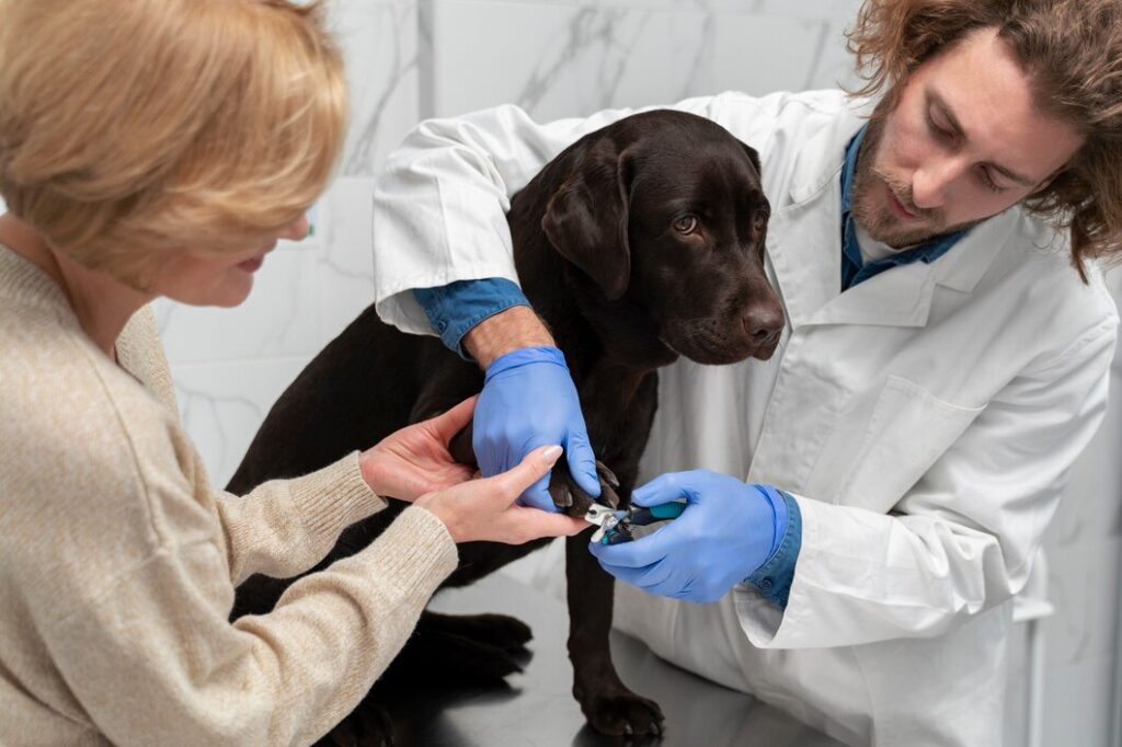 The Complete Guide to Pet Microchipping