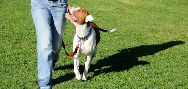 Mastering Manners The Ultimate Guide to Dog Training in Charlotte, NC