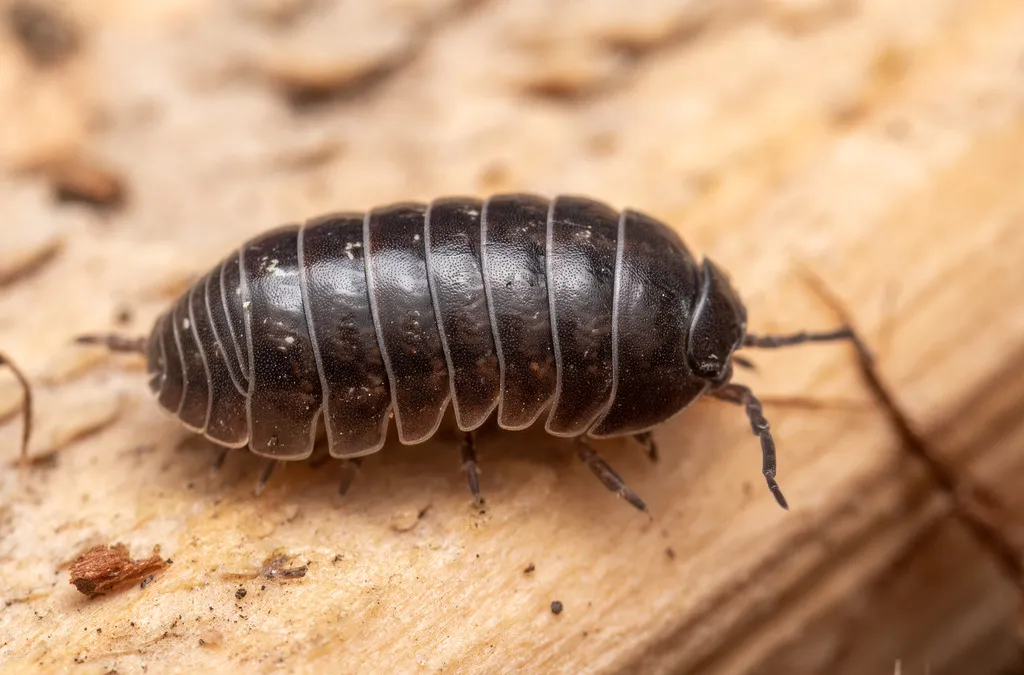 The Fascinating World of Isopods Exploring Their Diversity, Habitat, and Role in Ecosystems